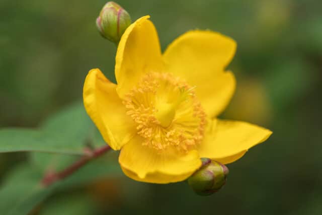 st johns wort can cause a dangerous interaction with opioids
